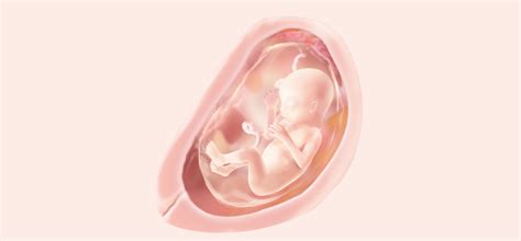 18 Ssw Symptome Schwangerschaft Entwicklung Pampers