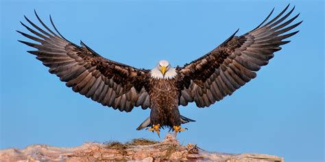 Imágenes De águilas