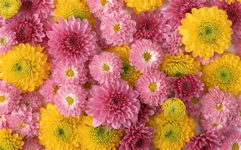 Chrysanthemums Flower Beautiful Flowers With Lights Color White Yellow