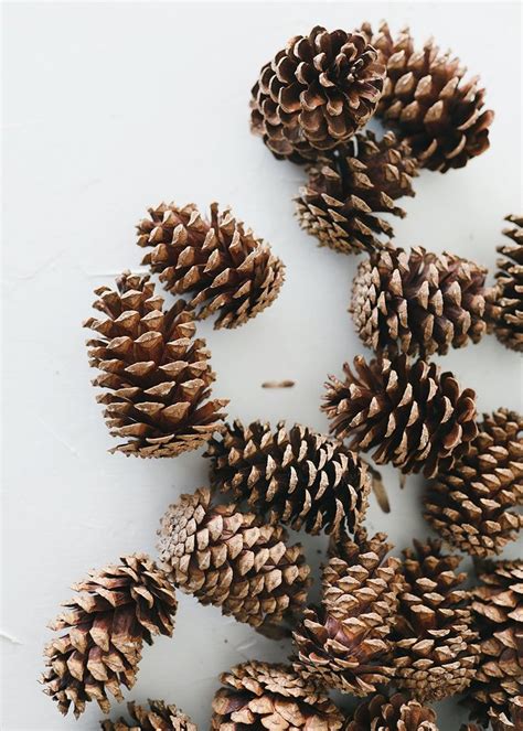 Bag Of 25 Natural Medium Pine Cones 3 5 Long Pine Cone Decorations