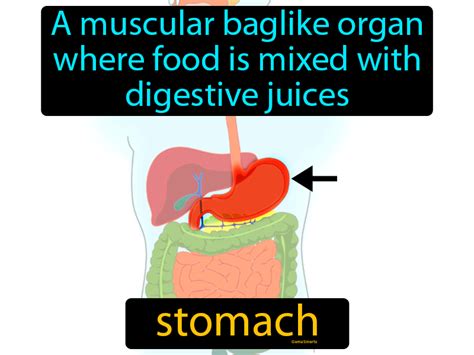 Stomach Definition And Image Gamesmartz