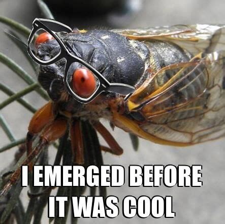 The cicada has the longest life cycle of any insect. 53 best cicadas images on Pinterest | Food network/trisha ...