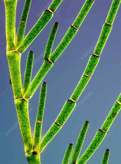 Cladophora Green Algae Light Micrograph Stock Image C0333427