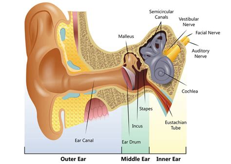 Tiefster abschnitt des ohrs (de); What is a balance disorder? - Hearing Link