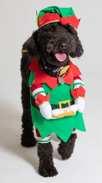 Jingle Elf Dog Costume Green And Red Elf Pet Costume
