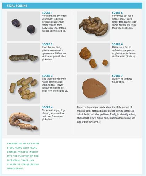 An Info Sheet Describing Different Types Of Rocks