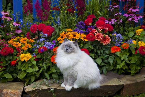 Having one dig up your flowers is another. Methods to Keep Cats Out of Flower Beds