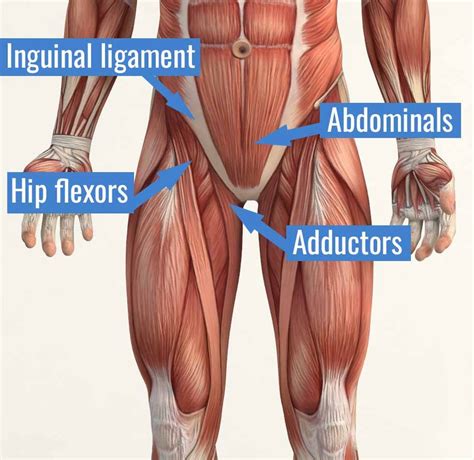 Groin Muscle Diagram