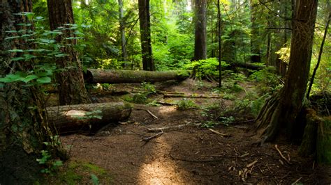 5 Important Abiotic Factors In Temperate Forests Explained