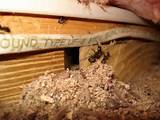 Pictures of Frass Termites