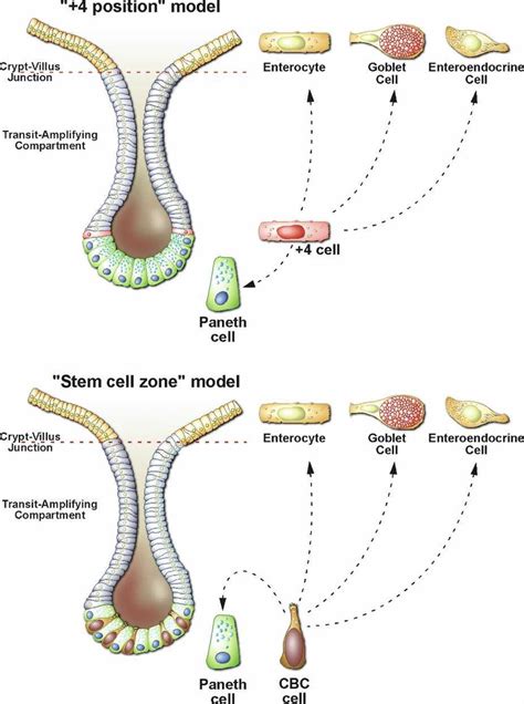 The Exact Identity Of The Intestinal Stem Cells Has Proven