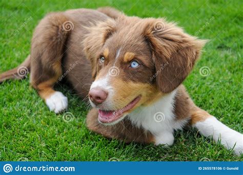 Australian Shepherd Puppy With Different Colored Eyes Stock Photo