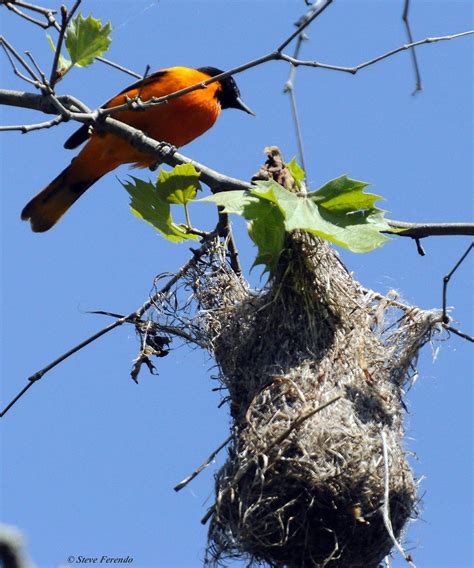 Natural World Through My Camera Baltimore Oriole Nest Activity