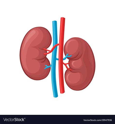 Left And Right Kidney Human Royalty Free Vector Image