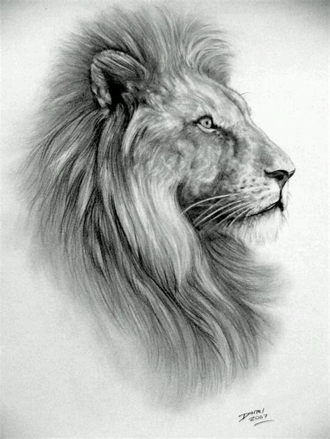 Male Lion Sketch At Explore Collection Of Male