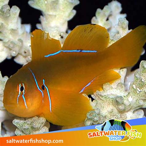 Goby For Sale Online Yellow Watchman Mandarin Goby Clown Sleeper