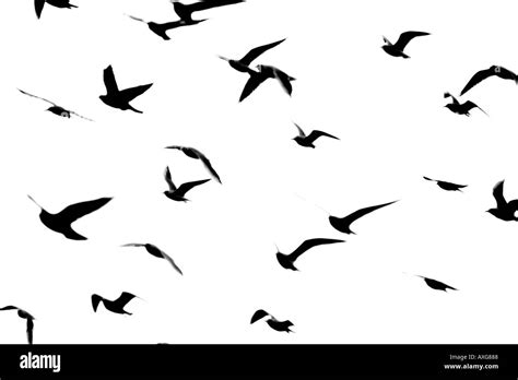 Silhouette Of A Flock Of Seagulls Flying Against White Background Stock