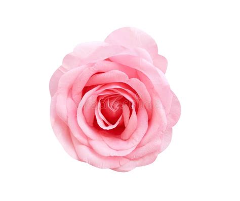 Colorful Big Light Pink Rose Flowers Blooming Natural Patterns Top View