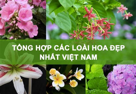 Tổng Hợp Các Loài Hoa đẹp Nhất Việt Nam Hiện Nay Tuyên Quang Online