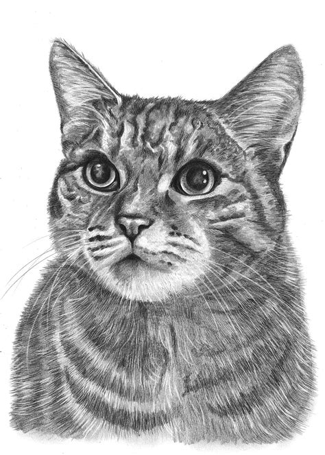 Как нарисовать портрет кошки Много фото