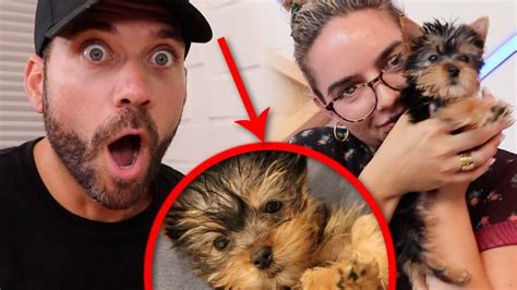 New Puppy Surprise Youtube