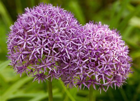 10 Types Of Purple Allium Flowers