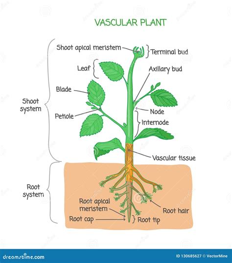 Pitcher Plant Labeled Diagram