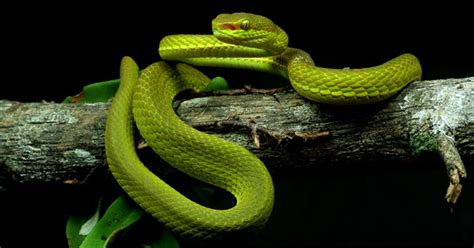 Scientists Discover A New Snake And Name It After Slytherin 9gag