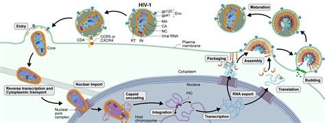 How Hiv Infects The Body Meadowminwatts