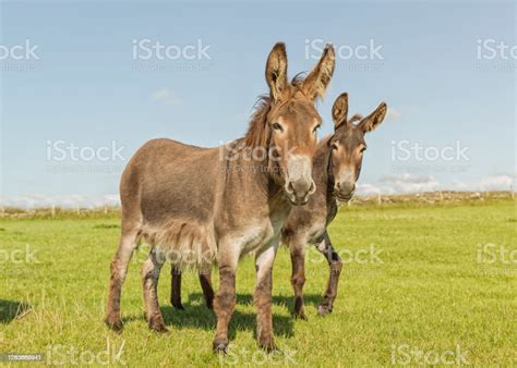 Donkeys Stock Photo Download Image Now Mule Donkey Two Animals