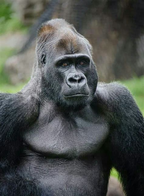 Sf Zoo Silverback Oscar Monkey Pictures Gorilla Animal Kindom