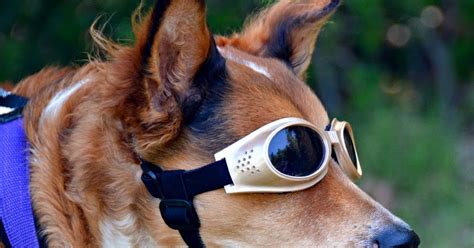 The Dog Geek Product Review Doggles