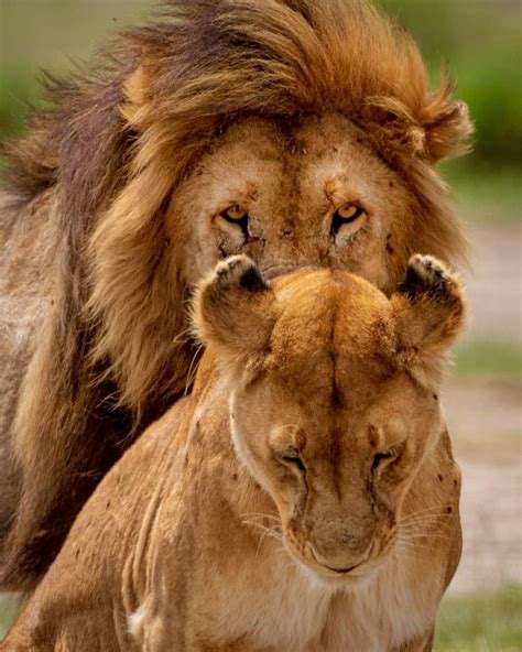 Lion With Lioness Pictures A Male Lion Is Startled By The Angry