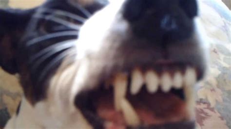 Must See Angry Dog Growl Funny Youtube
