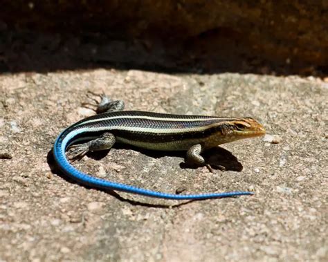 American Five Lined Skink Facts Diet Habitat And Pictures On Animaliabio