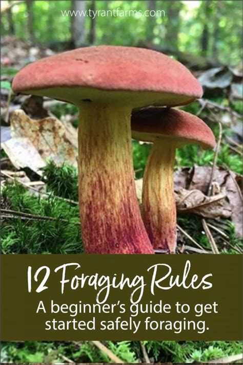 Beginners Guide To Foraging 12 Rules To Follow Tyrant Farms
