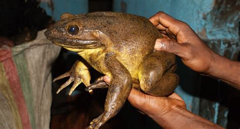 How These Foot Long 7 Pound Frogs Got So Jacked Popular Science