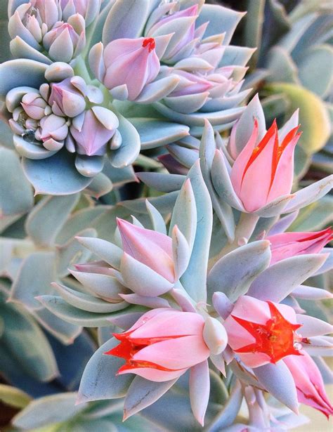 This is a sensational plant in warm climates (zones 9 to 11), where the mild weather allows it to grow to its full potential. » NATURE: The Beauty of Succulent Flowers (2)