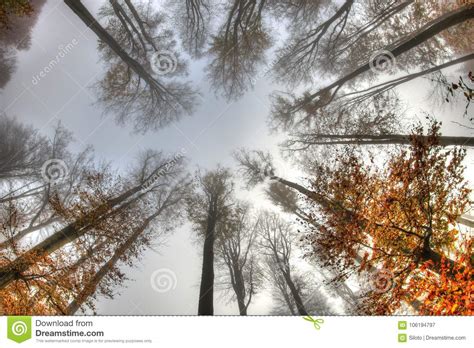 Misty Haze In A Beech Forest In Autumn Stock Image Image Of Fall