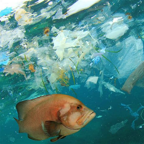 Cut The Rubbish Breaking Down Plastics