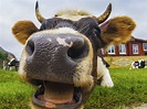 Deadly mad cow disease hits UK again | Northern Star