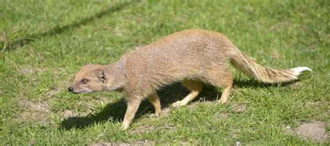 Simply Spellbinding Facts About The Mongoose