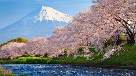 Sakura River Japan Hd World 4k Wallpapers Images