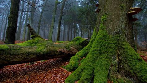 Mossy Forest Moss Nature Forests Trees Hd Wallpaper Peakpx