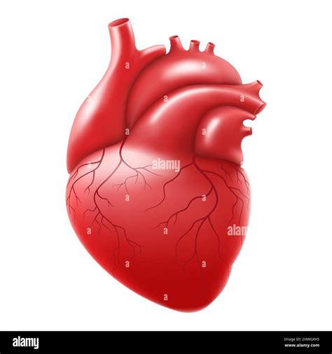 Corazón Humano Aislado Sobre Fondo Blanco Corazón Anatómicamente