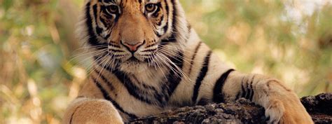 Wwf And Discovery Communications Join To Protect Critical Tiger Habitat