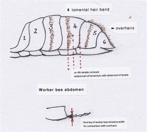 Scoring Hairs And Tomenta On Worker Honey Bees