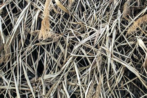 Reed Thatch Detail Hay Straw Stack Background Texture Agriculture