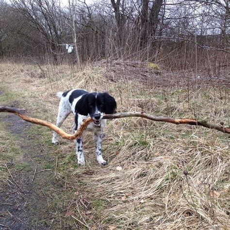 26 Dogs Who Fetched Sticks That Are Way Too Big The Dodo