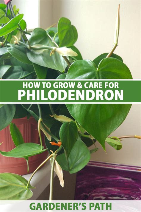 How To Grow And Care For Philodendron Gardener’s Path